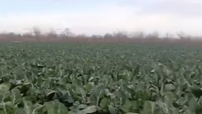 Bursa’da sağanak yağış tarımı vurdu