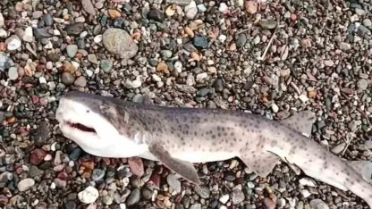 Çanakkale’de amatör balıkçıların oltasına yavru köpek balığı takıldı