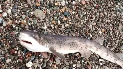 Çanakkale’de amatör balıkçıların oltasına yavru köpek balığı takıldı