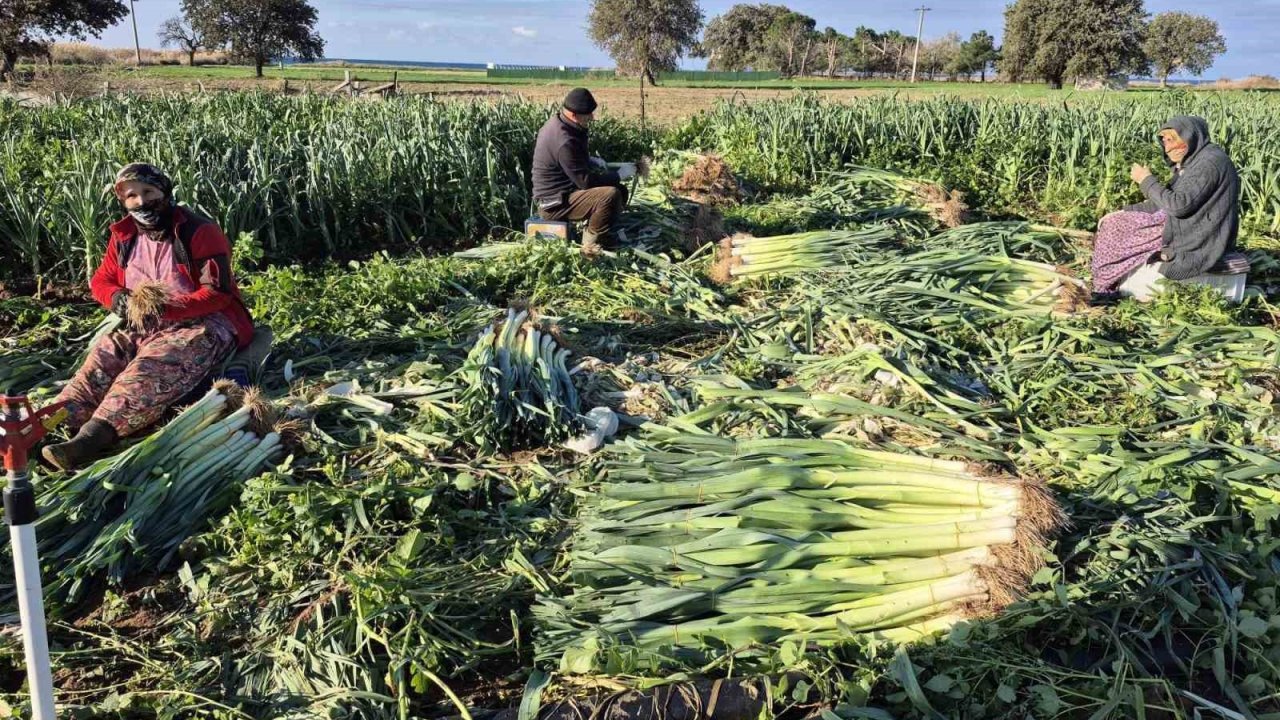 Çanakkale’de kışlık sebzelerde hastalık, zararlı ve yabancı ot sürveyleri gerçekleştirildi