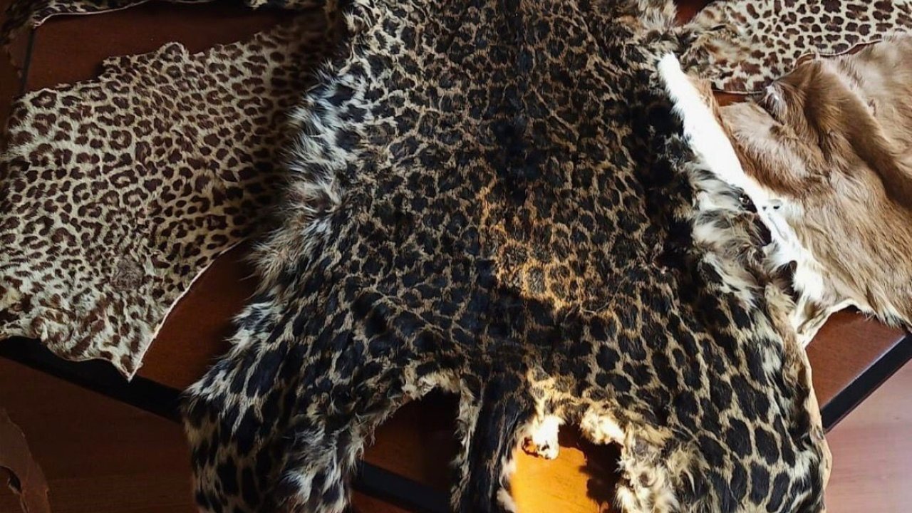 Çukurova Uluslararası Havalimanı’nda leopar postu ve baykuş gözü ele geçirildi