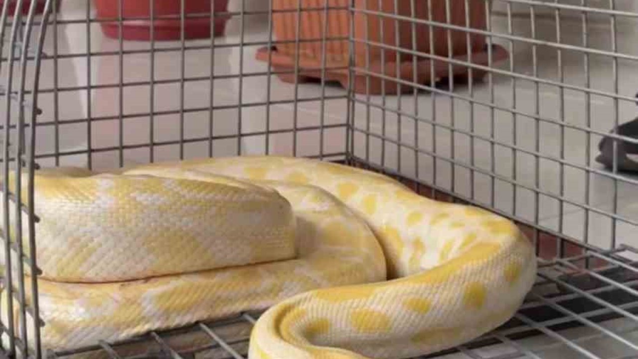 Denizli’de gösteride kullanılan nesli tehlike altındaki piton koruma altına alındı