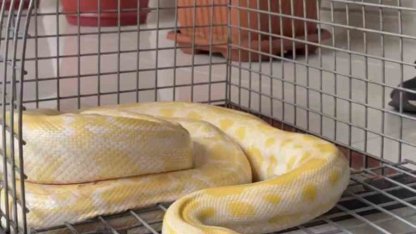 Denizli’de gösteride kullanılan nesli tehlike altındaki piton koruma altına alındı