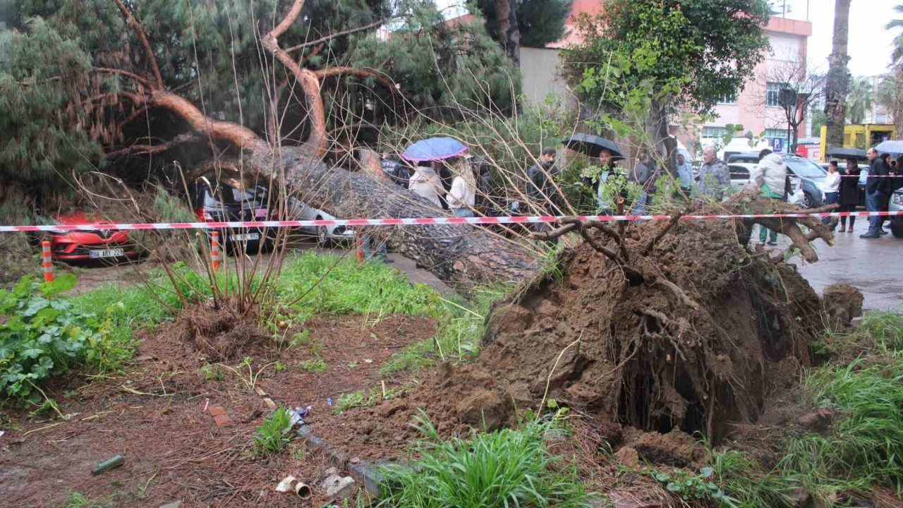 Dev çam ağacı park halindeki araçların üzerine devrildi