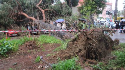 Dev çam ağacı park halindeki araçların üzerine devrildi