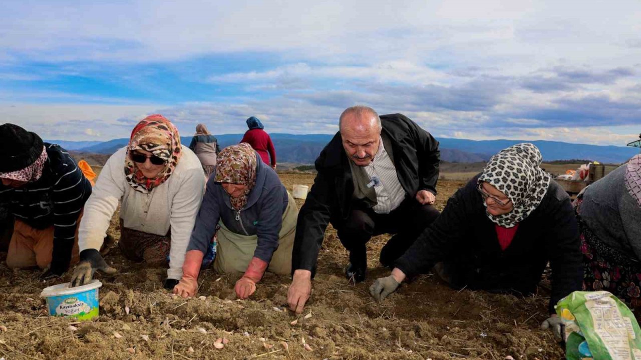 Dünyaca ünlü Taşköprü sarımsağının ekim sezonu erken başladı