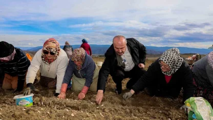 Dünyaca ünlü Taşköprü sarımsağının ekim sezonu erken başladı