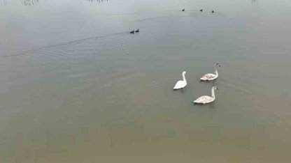 Efteni Gölü kuğuları misafir etti