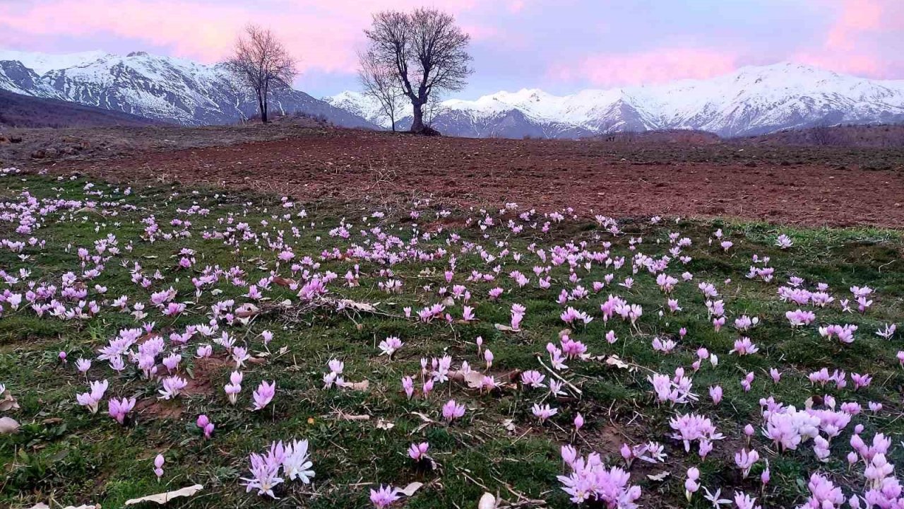 Elazığ’da baharın habercisi çiğdemler erken açtı