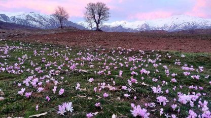 Elazığ’da baharın habercisi çiğdemler erken açtı