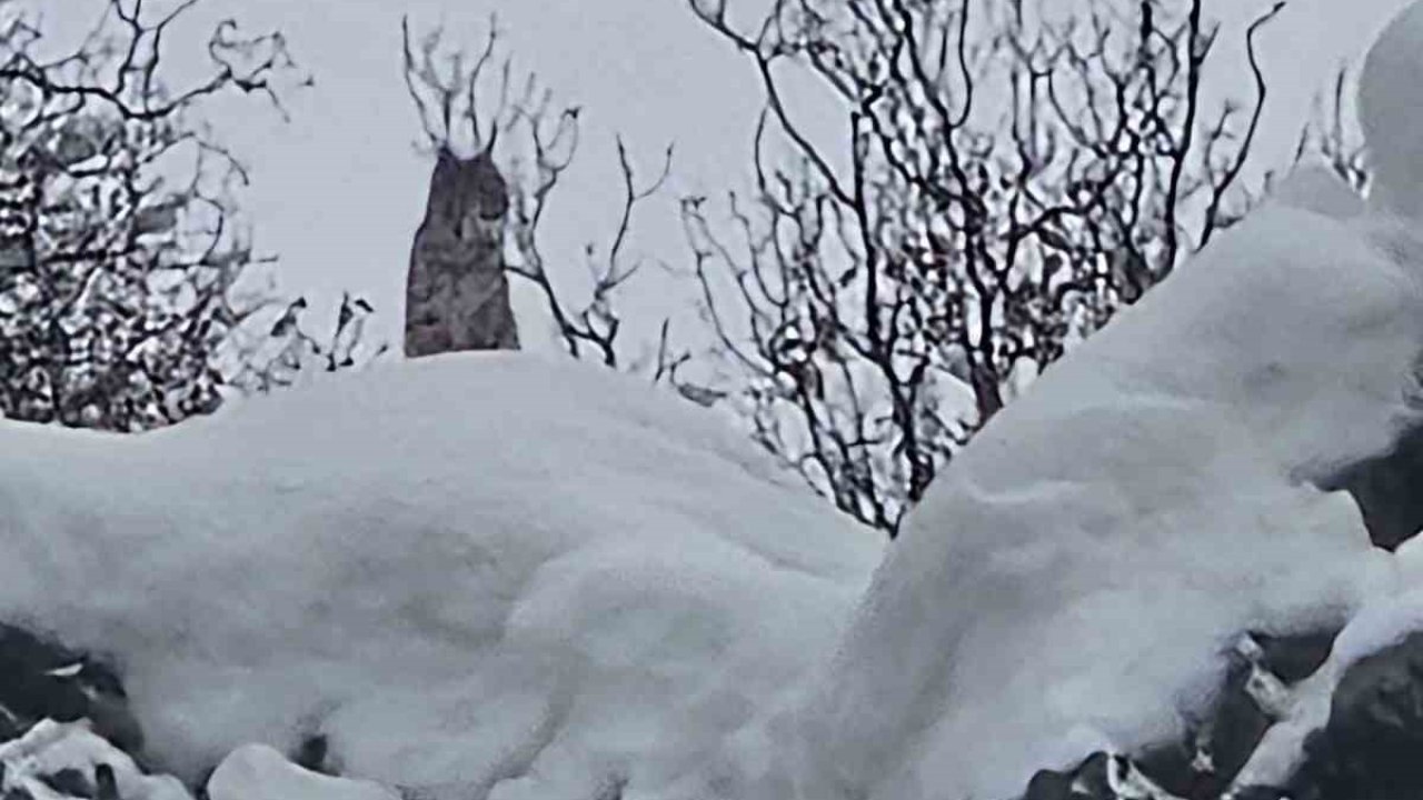 Elazığ’da koruma altındaki vaşak görüntülendi