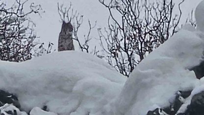 Elazığ’da koruma altındaki vaşak görüntülendi