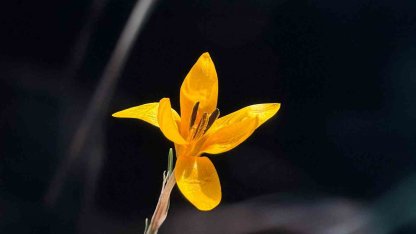 Endemik çiçekler Çameli’nde baharı müjdeliyor