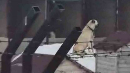 Erzincan’daki deprem öncesi Sivas’taki Kangal köpekleri tepki verdi