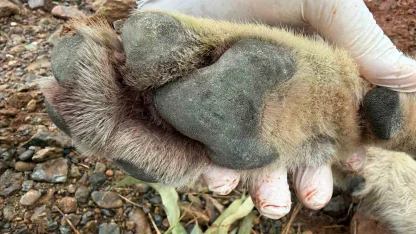 Fethiye’de aracın çarptığı kurt bilim projesine ışık tutacak