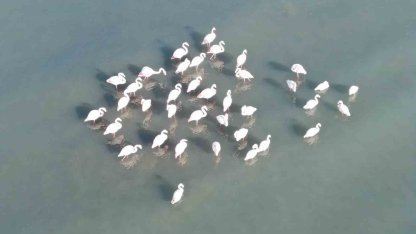 Flamingolar bu yıl da Van’dan göç etmedi