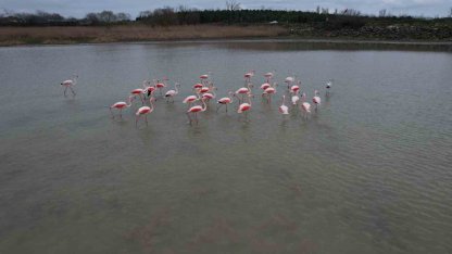 Flamingolar Büyükçekmece Gölü’nde görüntülendi