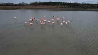 Flamingolar Büyükçekmece Gölü’nde görüntülendi