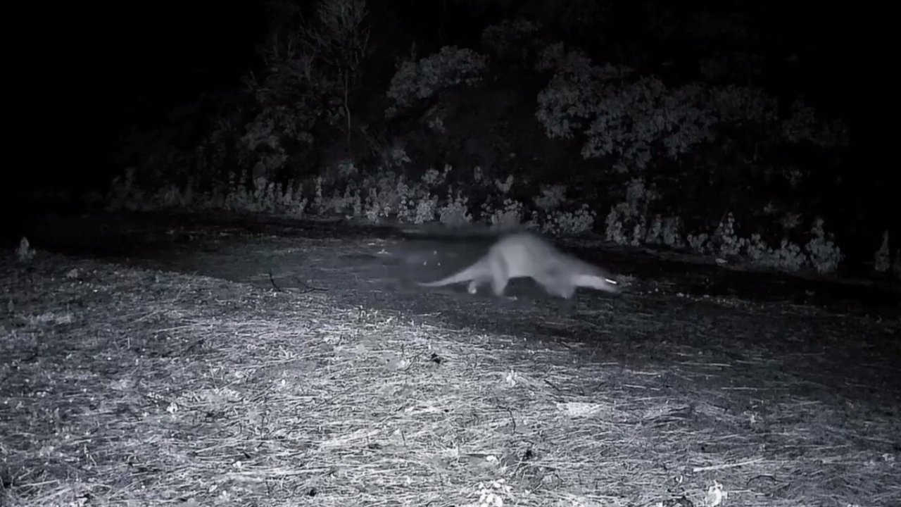 Ganos Dağları’nda nadir görüntü: Ormanda yürüyen su samuru kamerada