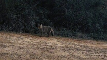 Ganos Dağları’nda yaban kedisi görüldü