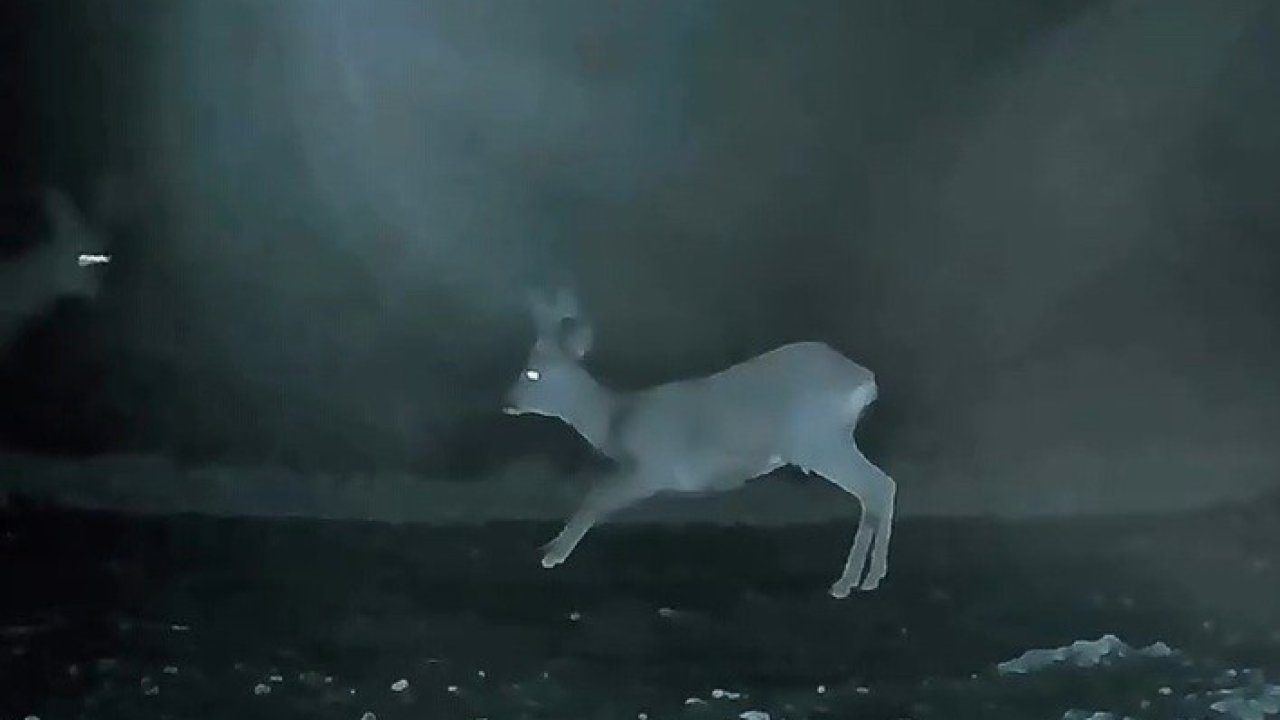 Ganos’ta doğanın neşesi karacalar görüntülendi