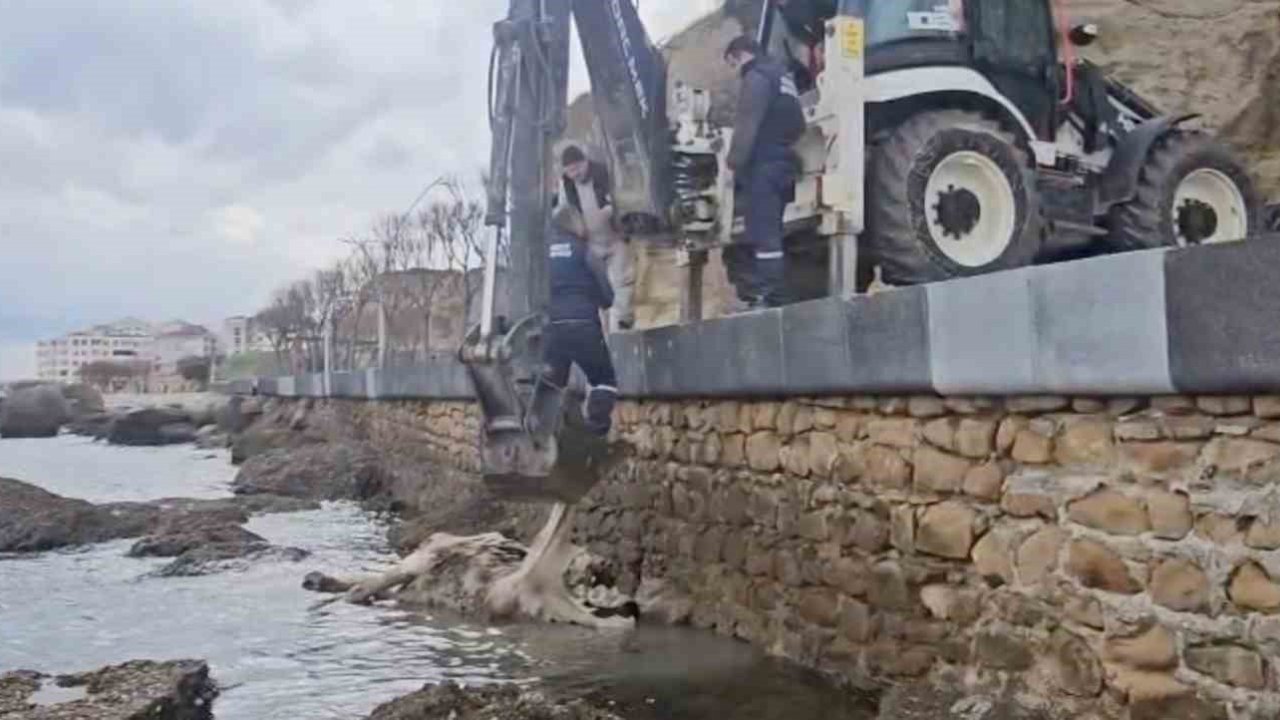 Gelibolu’da ölü inek sahile vurdu