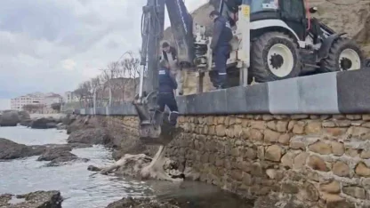 Gelibolu’da ölü inek sahile vurdu