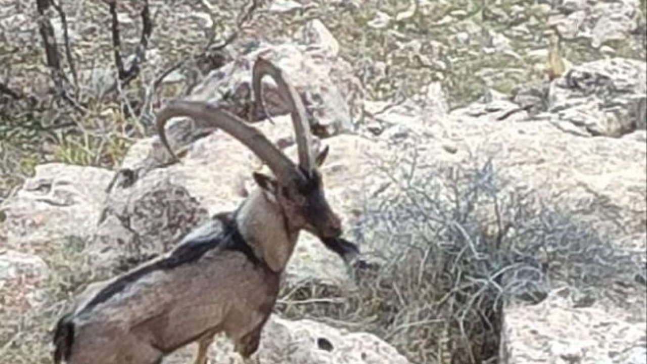 Gercüş kırsalında dağ keçisi görüntülendi