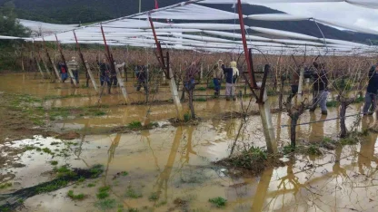 Göle dönen bağlarda budama mücadelesi