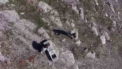 Habur’da ele geçirilen 38 kınalı keklik doğaya salındı