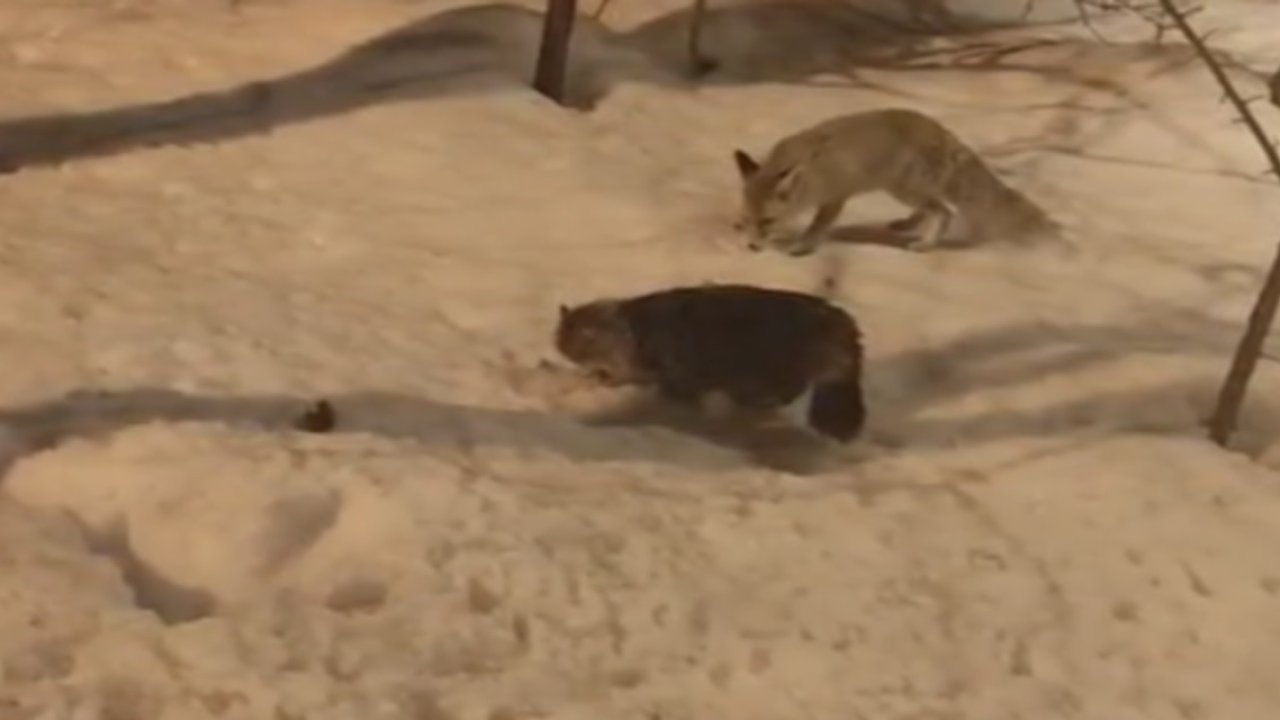 Hakkari’de tilki ile kedinin şaşırtan görüntüsü
