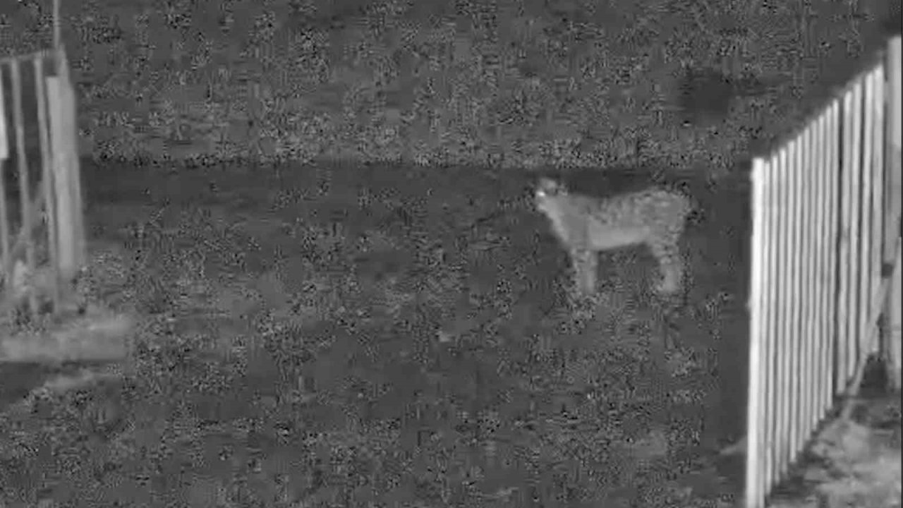 İlçe merkezine inen vaşak kamerada