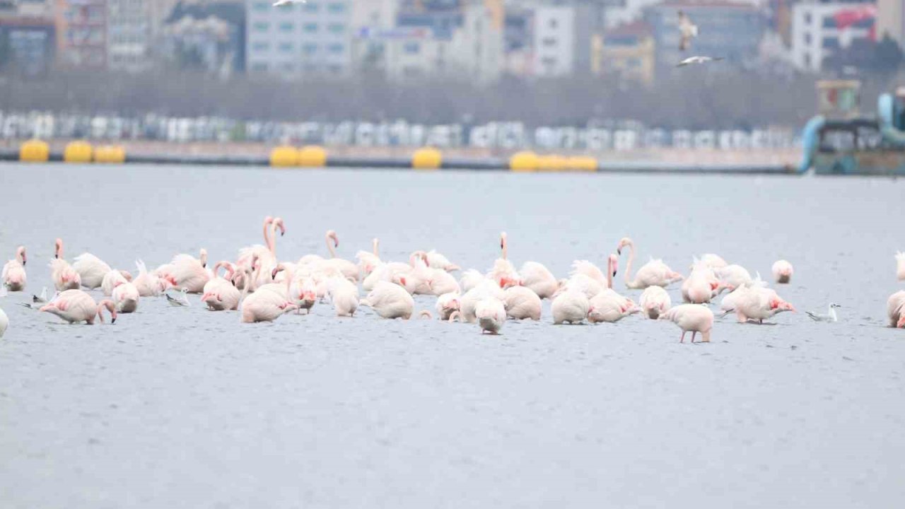 İzmit Körfezi’nin zarif misafirleri şenlikte görüntülendi
