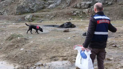 Jandarmanın iz takip köpeği "Salkım" kayıp şahıs için sahada