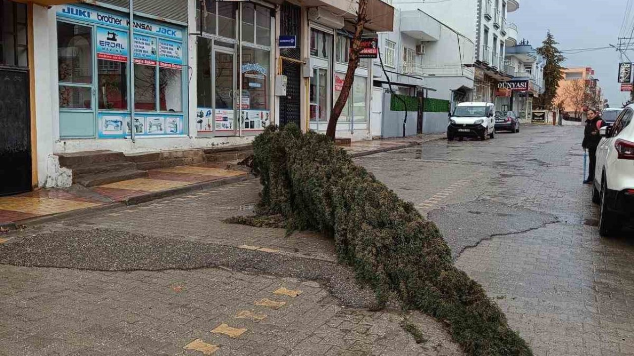 Kahta’da şiddetli rüzgar çam ağacını devirdi
