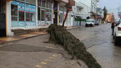 Kahta’da şiddetli rüzgar çam ağacını devirdi