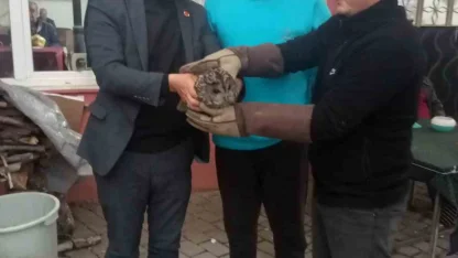 Kahvehane camına çarpan baykuş rehabilitasyona alındı