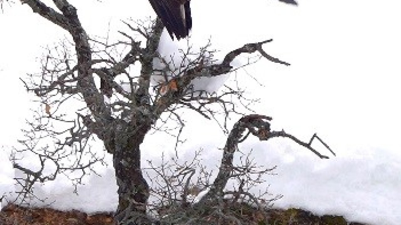 Karganın kartal ile tehlikeli oyunu kamerada