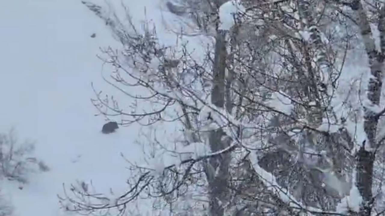 Karlı havada yiyecek arayan yaban domuzu görüntülendi