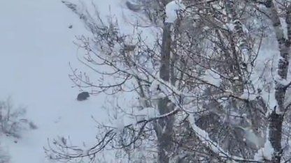 Karlı havada yiyecek arayan yaban domuzu görüntülendi