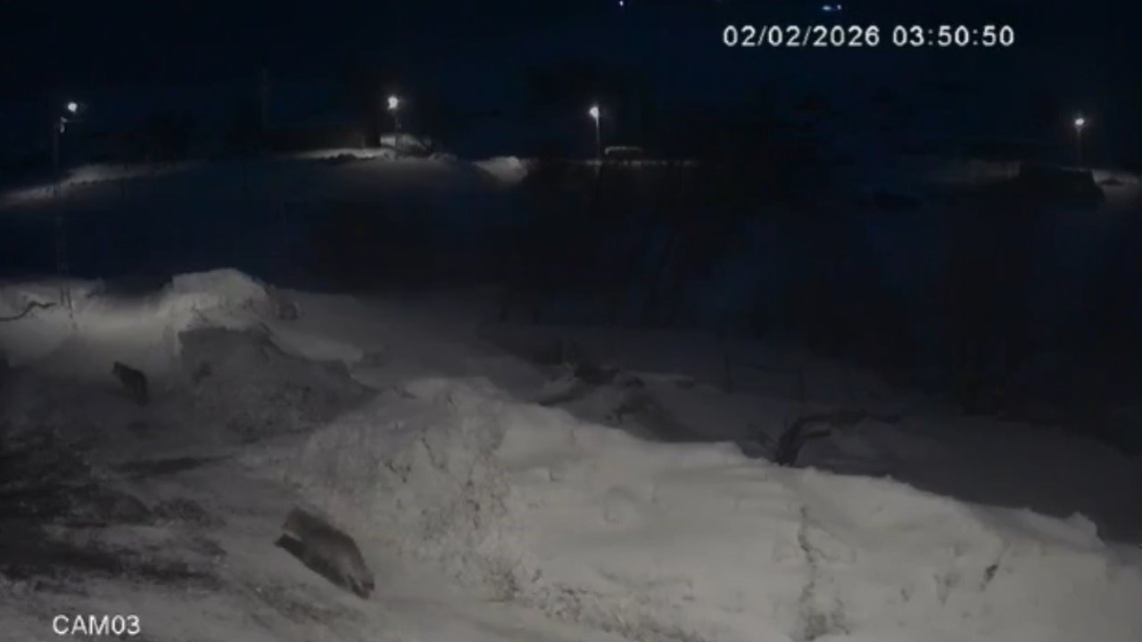 Kars’ta kurtlar köylerde cirit atıyor