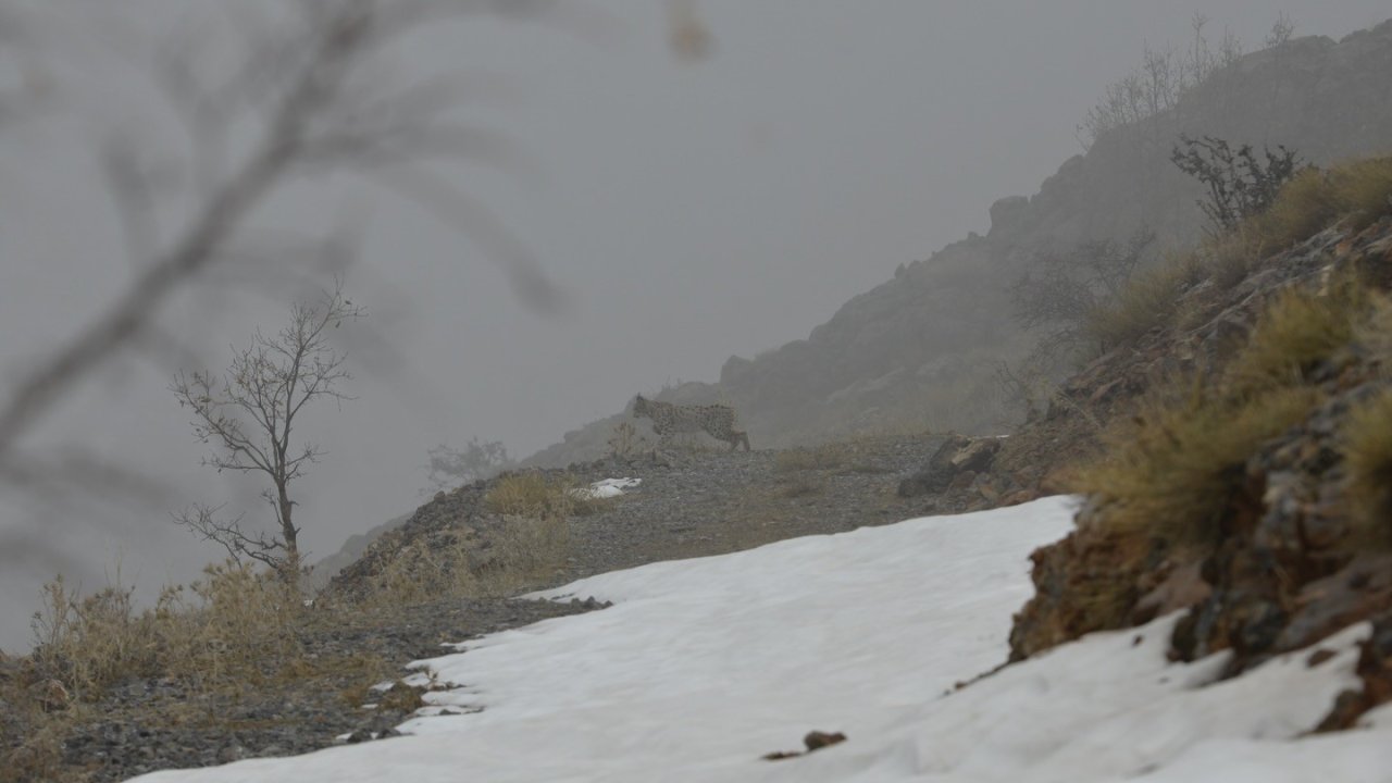Kemaliye’de vaşak ve kızıl akbaba doğal yaşam alanlarında görüntülendi
