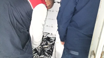 Kırklareli’nde su ürünleri denetiminde 110 koli istavrite cezai işlem