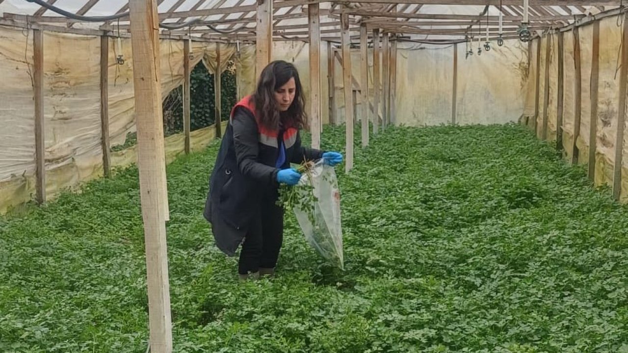 Kışlık sebzeler hasat öncesi denetimden geçiyor