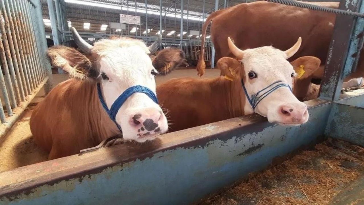 Köşk’te şap karantinası