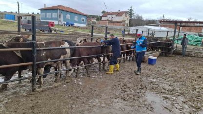 Kütahya’da ithal besilik sığırların aşılama ve sağlık kontrolleri yapıldı