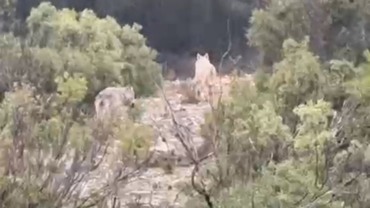 Menteşe’de kurtlar cep telefonu kamerasına yansıdı