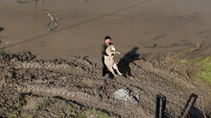 Meriç Nehri taştı; hayvanlar tahliye edildi, çiftçi malını kurtardı