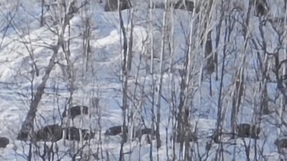 Munzur Vadisi’nde karlı dağlarda yiyecek arayan domuz sürüsü görüntülendi