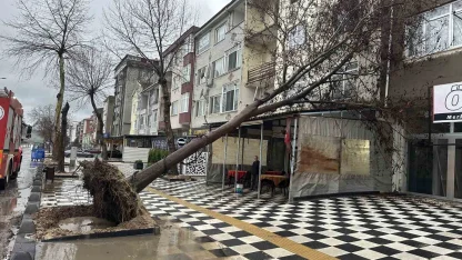 Muratlı’da ağaç kahvehanenin çatısına devrildi
